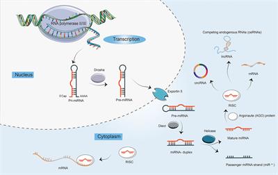 Non-Coding RNAs in Colorectal Cancer: Their Functions and Mechanisms